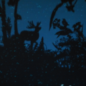 Image of the shadow of a deer in the forest with a dark blue hue for the ‘A Story of a House that Turned into a Dot’ performance